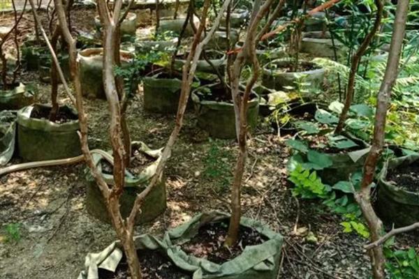 嘉宝果的适宜种植地区，广东、云南、四川等省份适合栽培