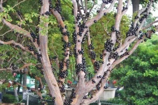 嘉宝果的适宜种植地区，广东、云南、四川等省份适合栽培