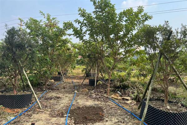 嘉宝果的适宜种植地区，广东、云南、四川等省份适合栽培