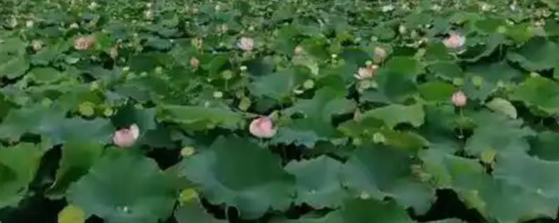 怎么增加莲子的产量，需选择适宜的田块和栽培品种