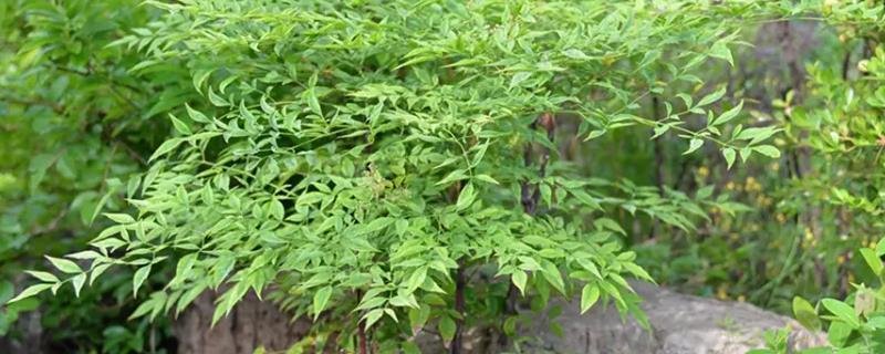 树苗的价格，品种会影响到售价