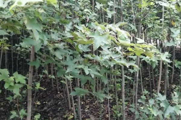 树苗的价格，品种会影响到售价