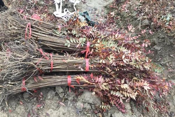 树苗的价格，品种会影响到售价
