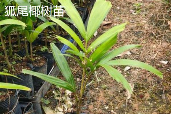 树苗的价格，品种会影响到售价