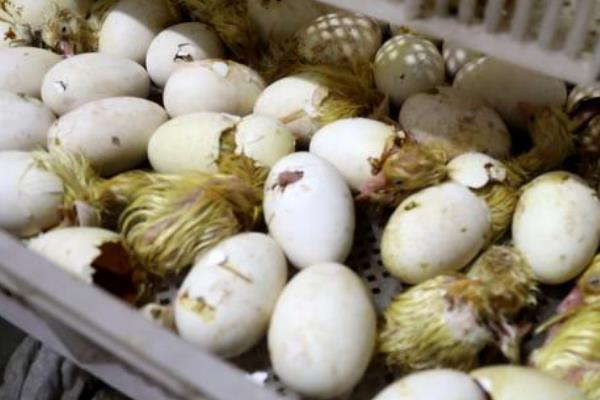 鹅蛋孵化所需时间，经过30天左右就会破壳
