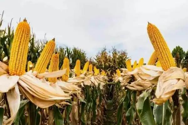 秋乐368玉米种介绍，出苗至成熟128天