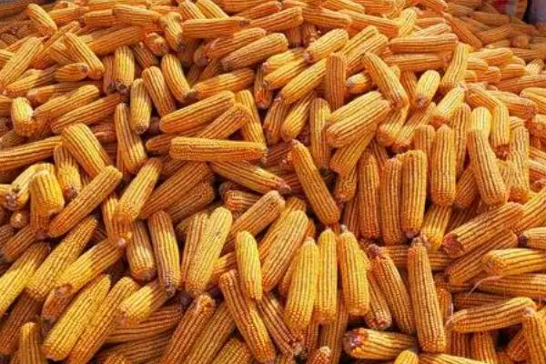 秋乐368玉米种介绍，出苗至成熟128天