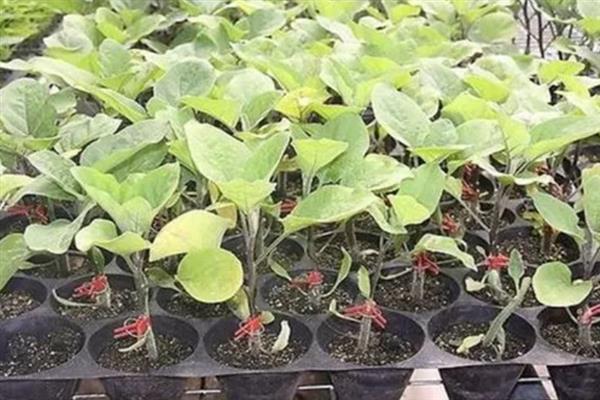 茄子的种植方法，现蕾期要及时摘除没有现蕾的侧枝