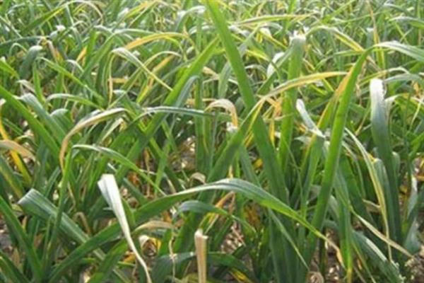 大蒜为何会烂根，大多是病虫为害、田间积水等因素造成