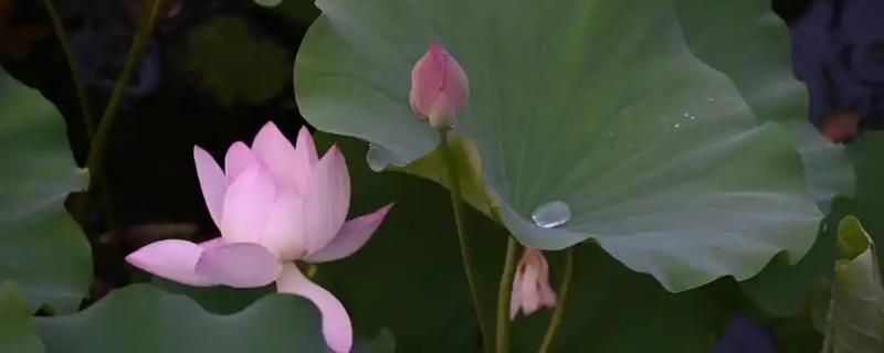 荷花在几月份开，在6-9月份开花