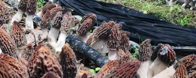羊肚菌浇大水后过多久可以出菇，经过10-15天左右开始出菇
