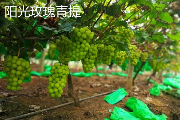 青提的种植方法，对枝条涂抹石灰氮溶液可加快萌芽速度