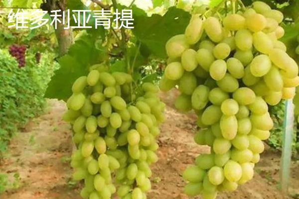 青提的种植方法，对枝条涂抹石灰氮溶液可加快萌芽速度