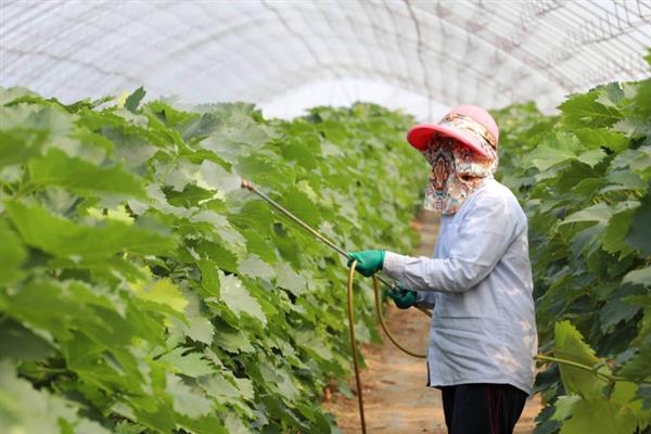 青提的种植方法，对枝条涂抹石灰氮溶液可加快萌芽速度