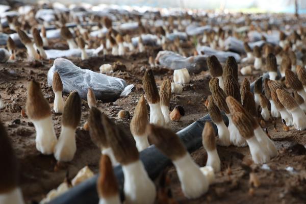 羊肚菌浇大水后过多久可以出菇，经过10-15天左右开始出菇