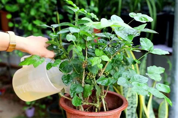 茉莉花常见病虫害如何防治，不同病虫害的防治方法不同