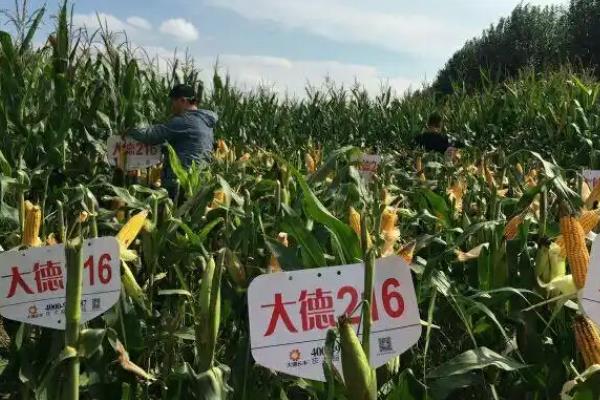 大德216品种所需积温，在黑龙江≥10℃活动积温2300℃以上的地方种植