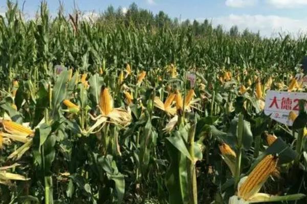 大德216品种所需积温，在黑龙江≥10℃活动积温2300℃以上的地方种植