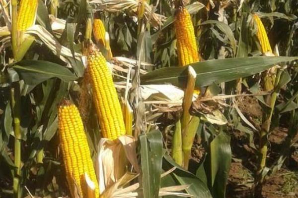 大德216品种所需积温，在黑龙江≥10℃活动积温2300℃以上的地方种植