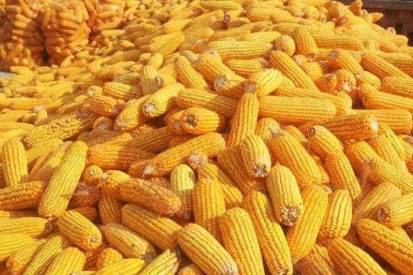 大德216品种所需积温，在黑龙江≥10℃活动积温2300℃以上的地方种植