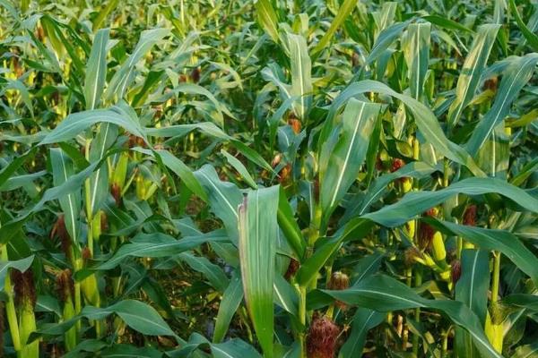 大德216品种所需积温，在黑龙江≥10℃活动积温2300℃以上的地方种植