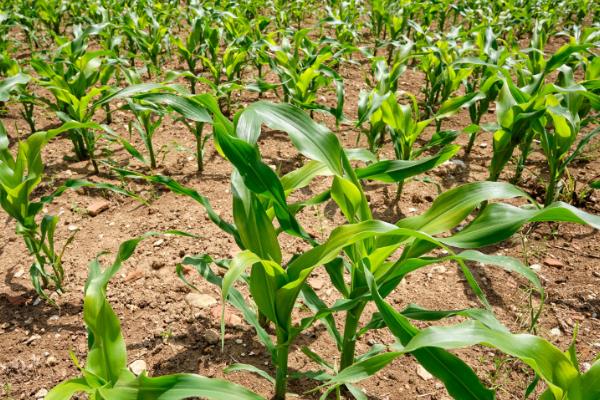 大德216品种所需积温，在黑龙江≥10℃活动积温2300℃以上的地方种植