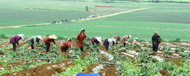 红薯引种的注意事项，要考虑红薯的适应性