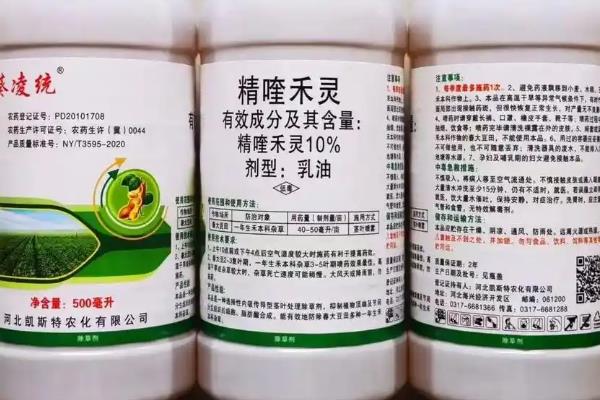 柴胡什么时间播种，可在冬春季节播种