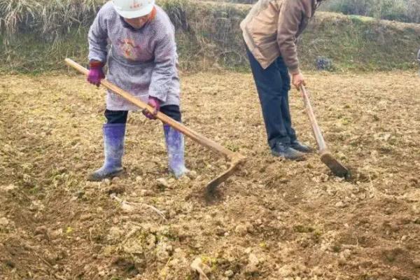 柴胡什么时间播种，可在冬春季节播种