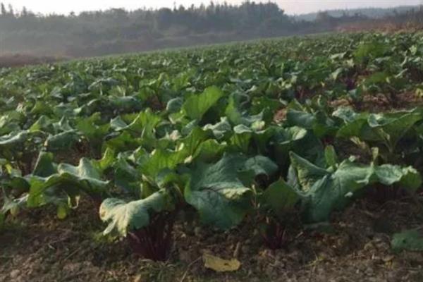 红菜苔的老叶要打掉吗，老叶过多容易增加感染病害的几率