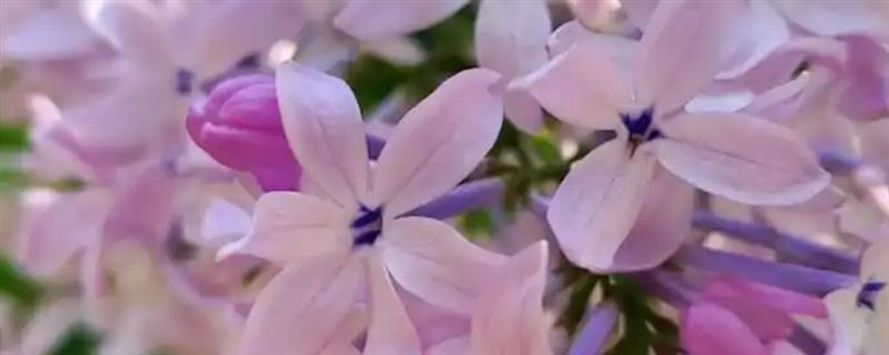 丁香花的开花时间，花期为每年5-6月份