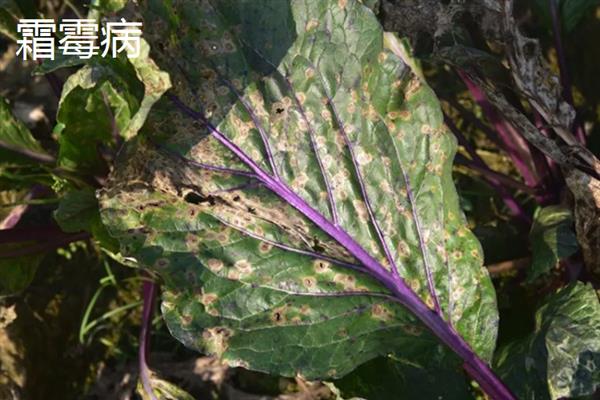 红菜苔的老叶要打掉吗，老叶过多容易增加感染病害的几率