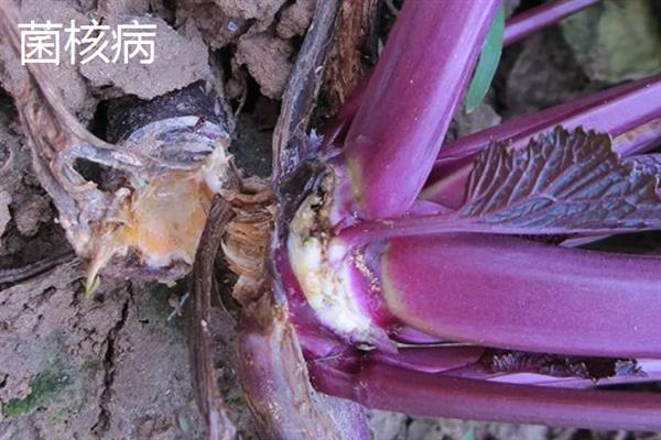 红菜苔的老叶要打掉吗，老叶过多容易增加感染病害的几率