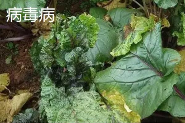 红菜苔的老叶要打掉吗，老叶过多容易增加感染病害的几率