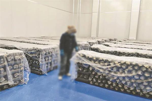 菌种怎么培育，对养料消毒发酵后再接种
