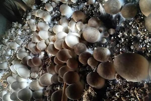 菌种怎么培育，对养料消毒发酵后再接种