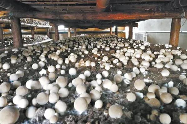 菌种怎么培育，对养料消毒发酵后再接种