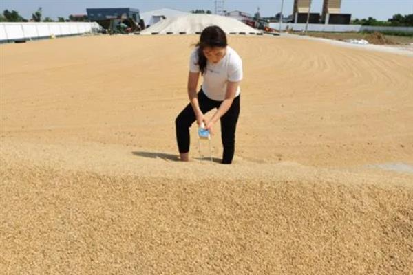 小麦播种时的用种量，取决于每亩基本苗数、千粒重等条件