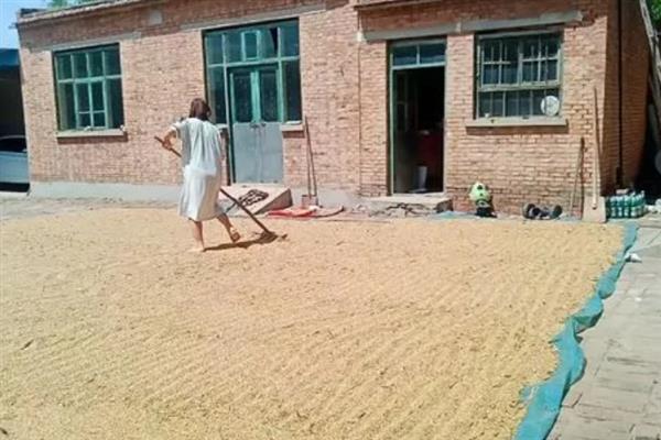 小麦播种时的用种量，取决于每亩基本苗数、千粒重等条件