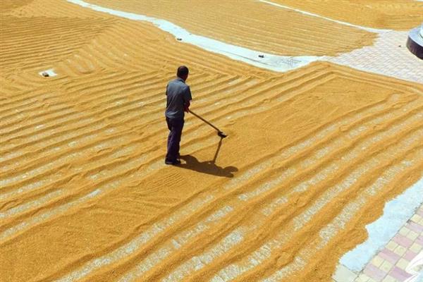 小麦播种时的用种量，取决于每亩基本苗数、千粒重等条件