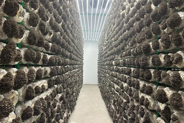 菌种怎么培育，对养料消毒发酵后再接种
