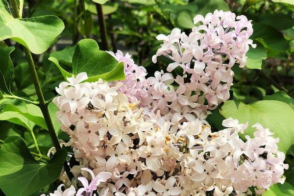 丁香花的开花时间,花期为每年5-6月份