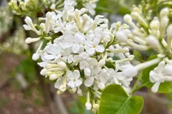 丁香花的开花时间,花期为每年5-6月份
