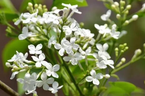 丁香花的开花时间,花期为每年5-6月份