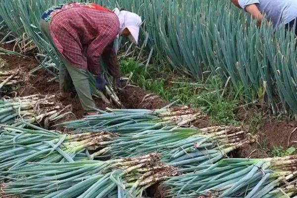 大葱种什么品种好，不同季节可以选择不同品种