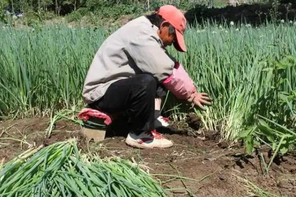 大葱种什么品种好，不同季节可以选择不同品种