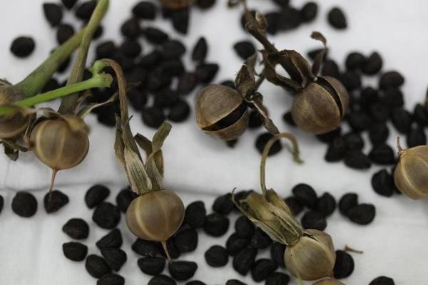 红薯引种的注意事项,要考虑红薯的适应性