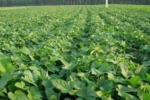 红薯引种的注意事项,要考虑红薯的适应性