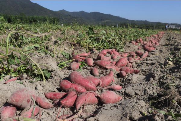 红薯引种的注意事项,要考虑红薯的适应性