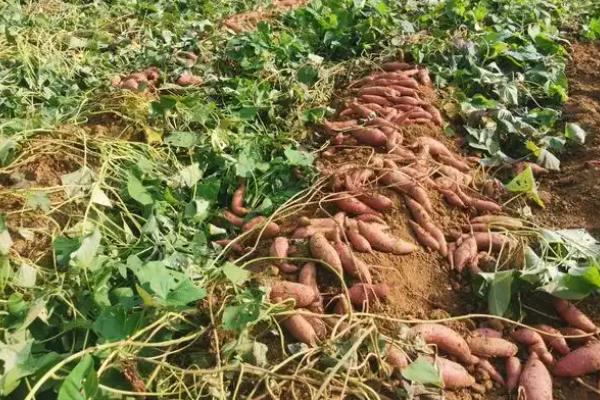 红薯引种的注意事项,要考虑红薯的适应性